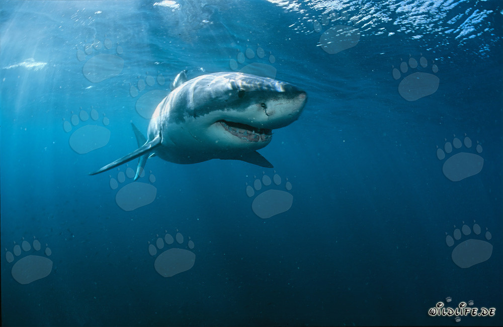 Gran tiburón blanco frente a la costa de Sudáfrica
