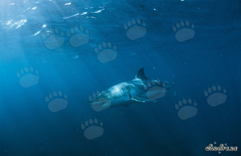 La majestueuse beauté du grand requin blanc : un chasseur fascinant des profondeurs marines