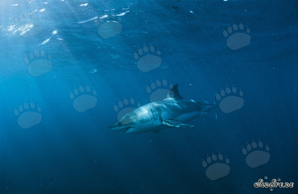The Majestic Beauty of the Great White Shark: A Fascinating Hunter of the Deep Sea