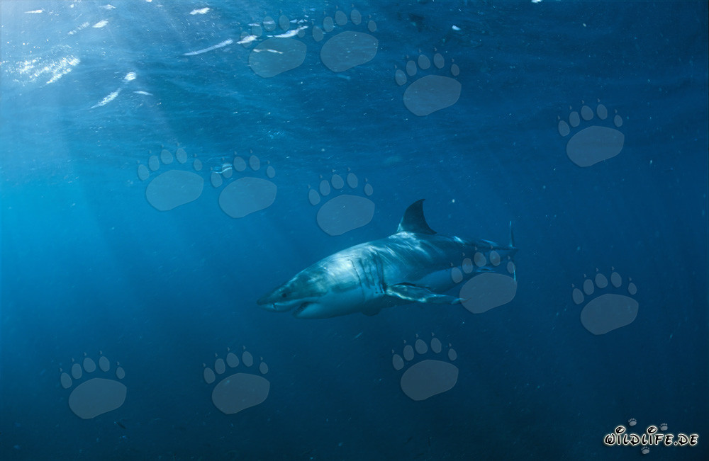 La maestosa bellezza dello squalo bianco: un cacciatore affascinante delle profondità marine