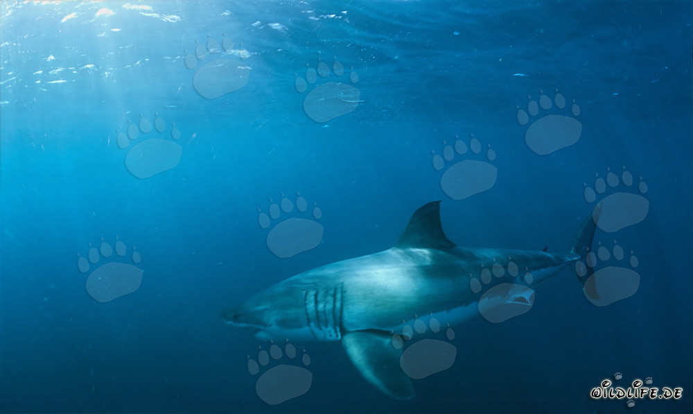 Grand requin blanc fascinant dans son environnement naturel