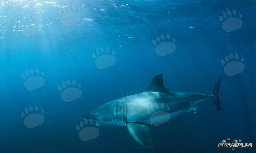 Fascinating Great White Shark in its Natural Habitat