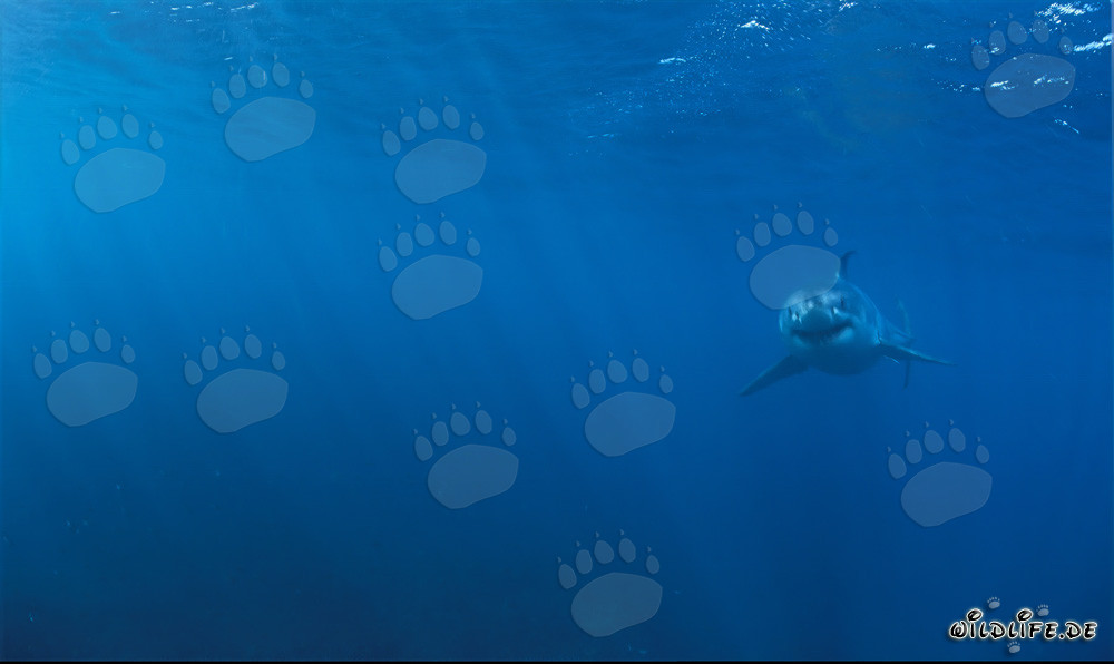 Adorable Baby Great White Shark swimming closer