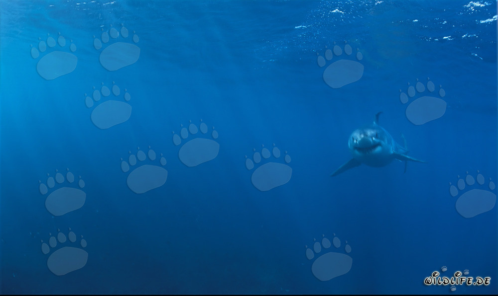 Jeune bébé requin blanc nage concentré de plus en plus près