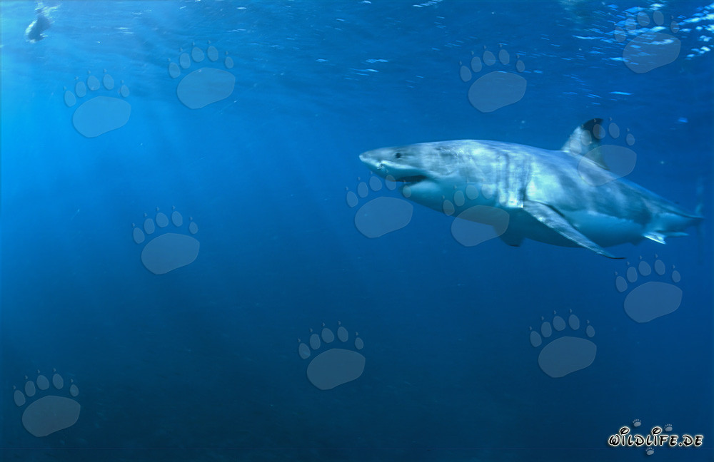 Le Grand Requin Blanc - Maître des Océans et Super Prédateur