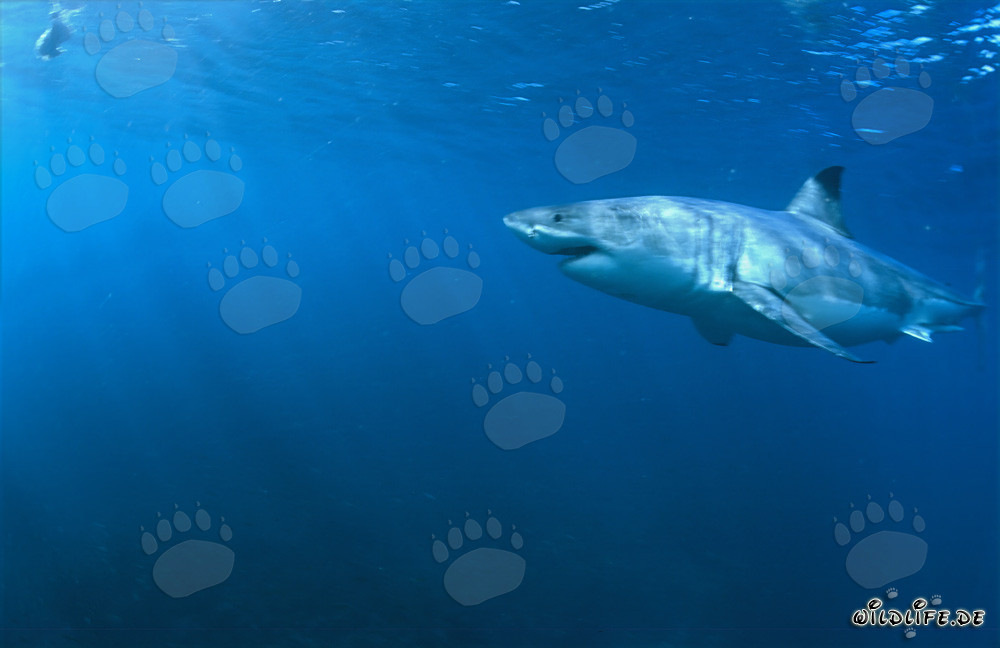 The Great White Shark - Master of the Oceans and Top Predator