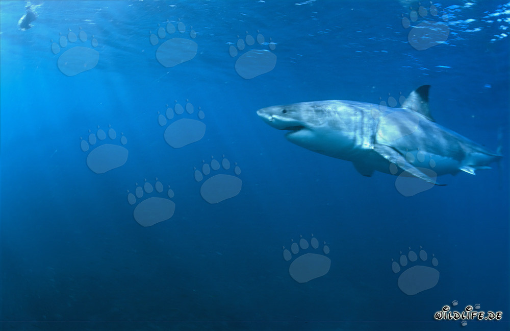 Lo Squalo Bianco - Maestro degli Oceani e Predatore Supremo
