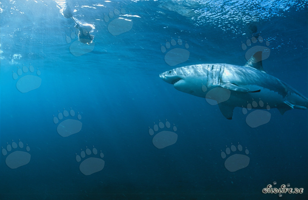 Grand requin blanc inspectant le poisson-appât sous l'eau