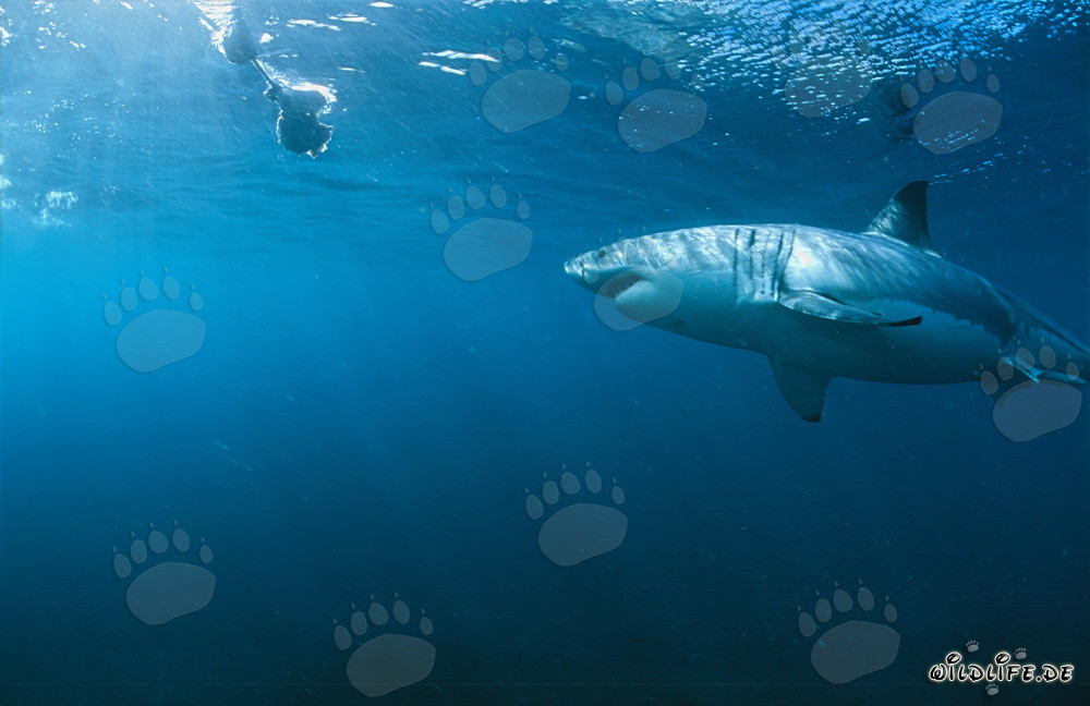 Great White Shark inspecting the bait fish underwater