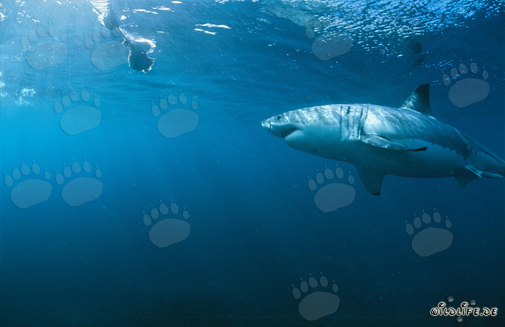 Großer Weißer Hai inspiziert den Köderfisch unter Wasser