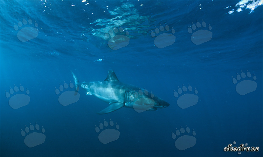 Un grand requin blanc majestueux nage dans l'eau claire