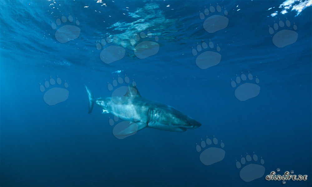 Majestic swims a magnificent Great White shark through the clear water