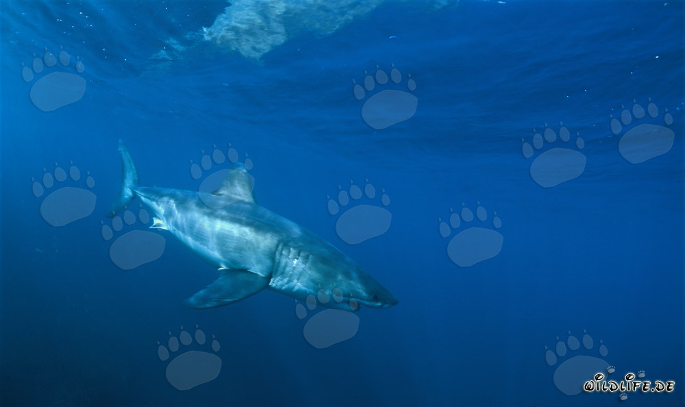 Elegant Great White Shark discovers a fascinating object