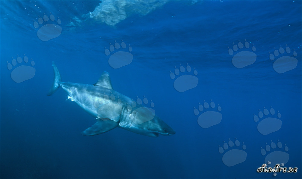 Requin blanc élégant découvre un objet fascinant