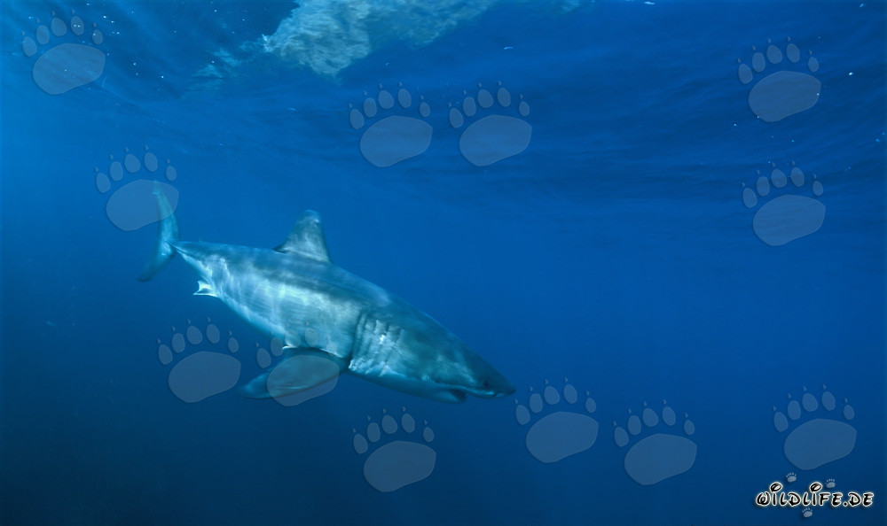 Elegante tiburón blanco descubre un objeto fascinante