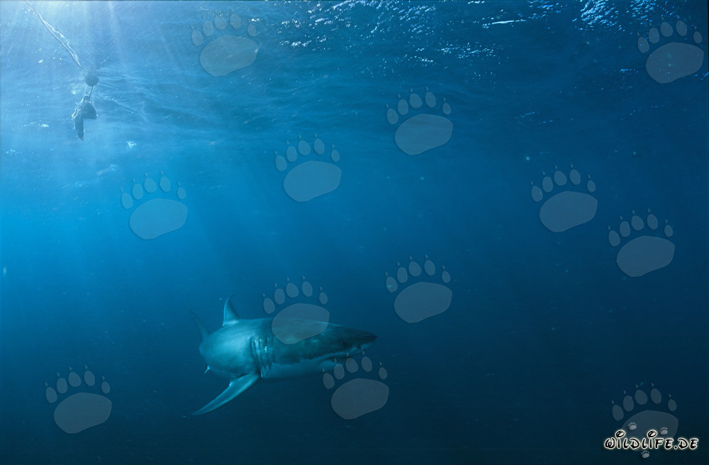 Grand requin blanc à la chasse près de Geyser Rock