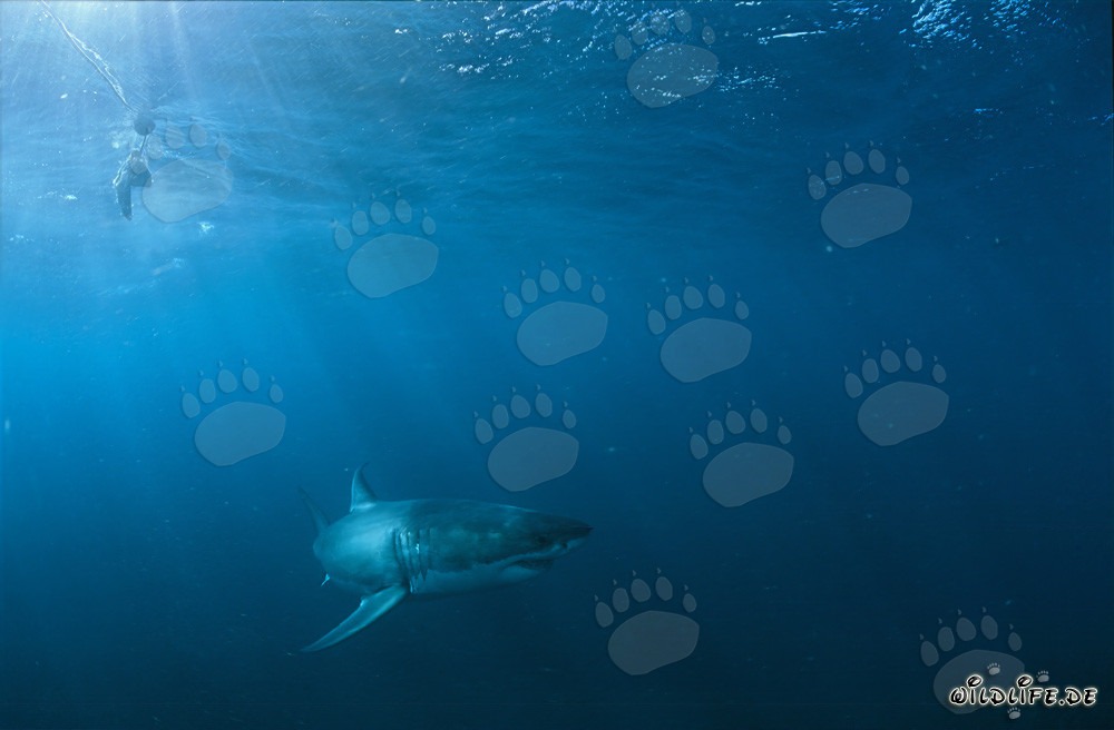 Great White Shark (Carcharodon carcharias) Hunting for Prey near Geyser Rock