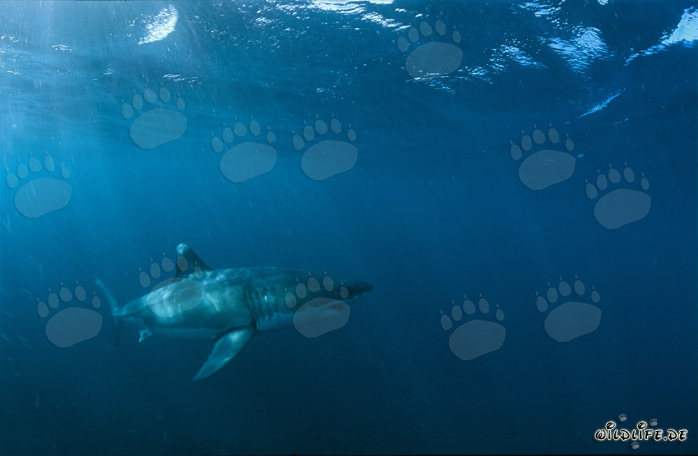 Grand requin blanc près de Gansbaai, Afrique du Sud