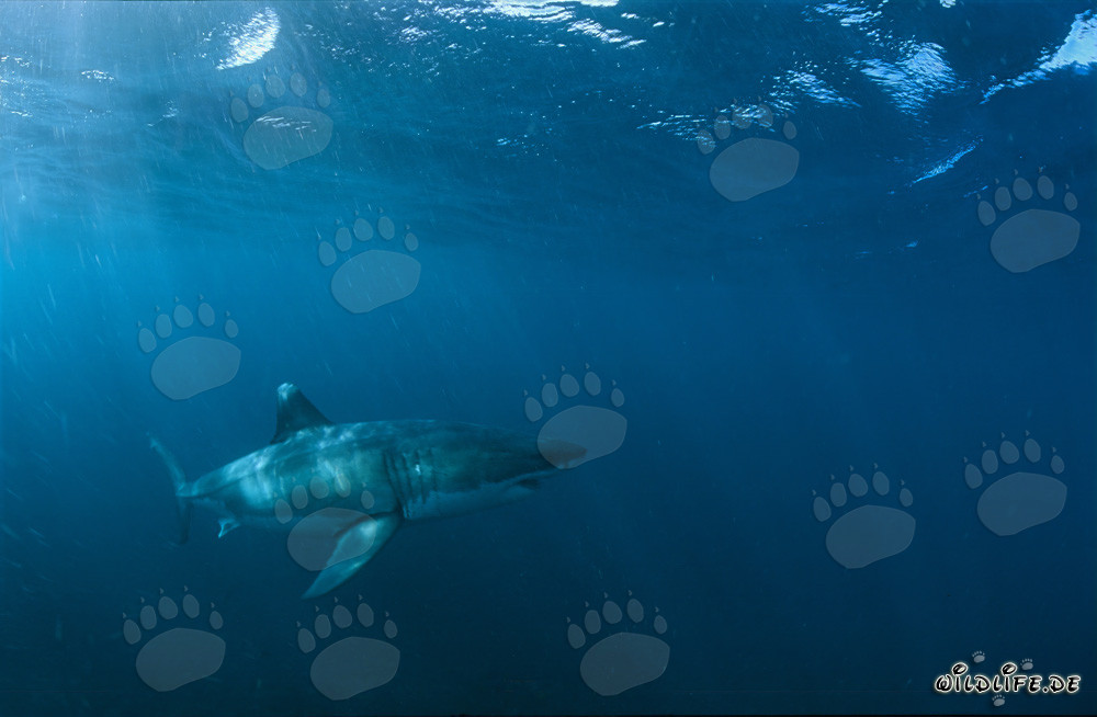 Gran tiburón blanco cerca de Gansbaai, Sudáfrica