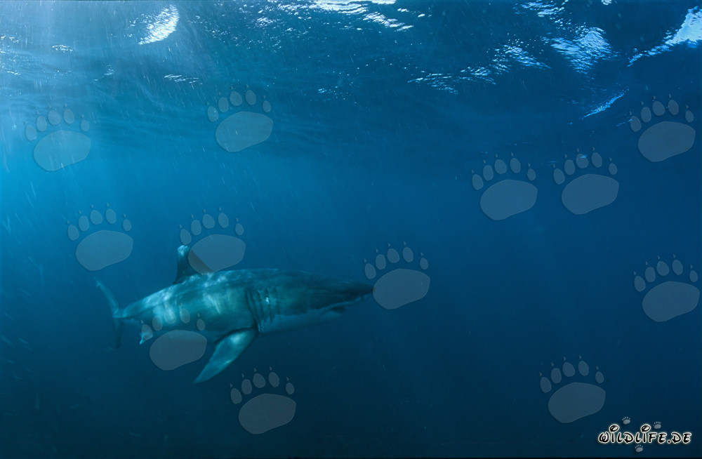 Majestic Great White Shark near Gansbaai, South Africa