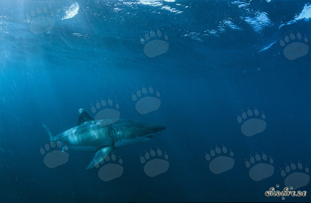 Maestoso squalo bianco vicino a Gansbaai, Sudafrica