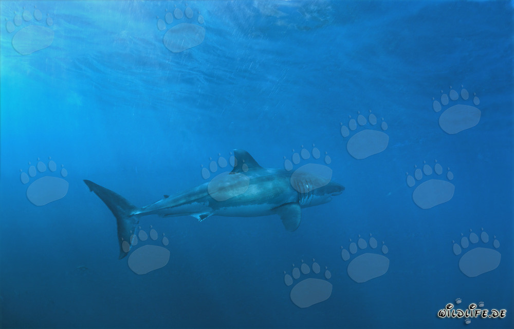 Grand requin blanc majestueux devant l'île Dyer