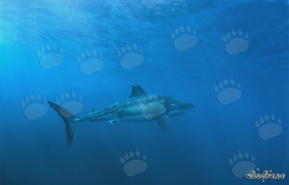 Majestic Great White Shark near Dyer Island