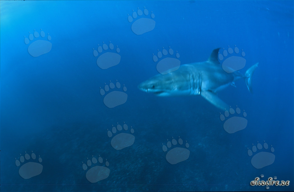 Grand requin blanc dans les eaux au large de l'Afrique du Sud
