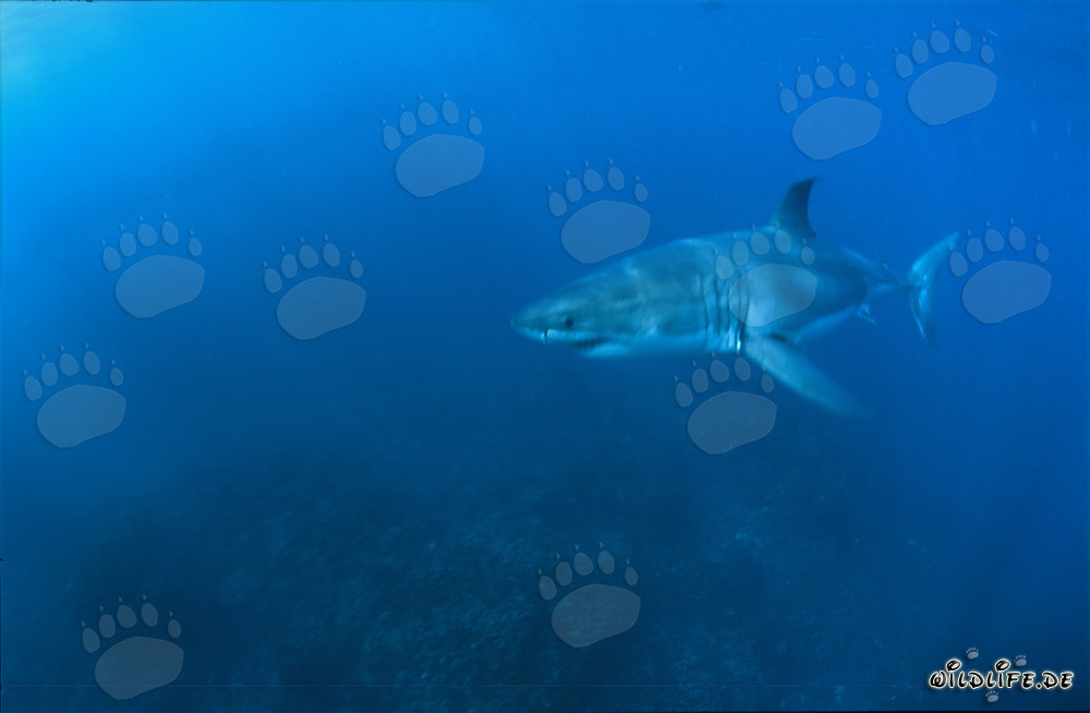 Gran tiburón blanco en las aguas frente a Sudáfrica