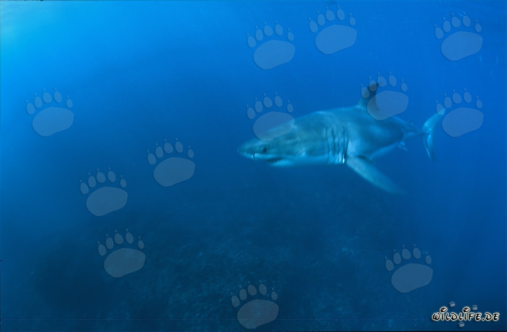 Impressive Great White Shark in the Waters off South Africa