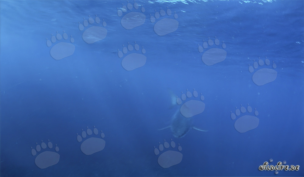Jeune requin blanc approchant de la surface de l'eau