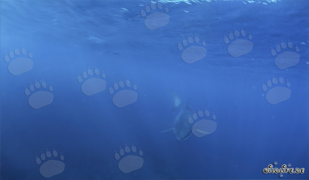 Bebé tiburón blanco se acerca a la superficie del agua