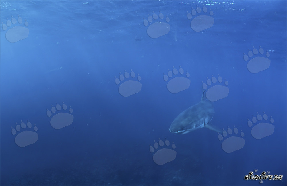 Baby Great White Shark in the depths of the ocean