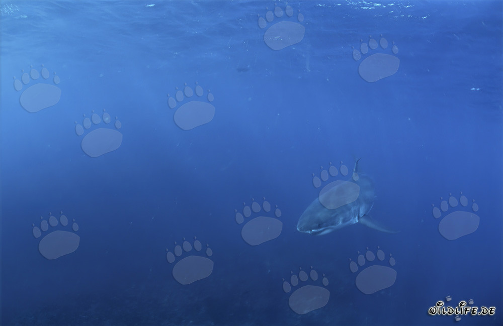 Jeune Requin Blanc dans les Profondeurs de l'Océan