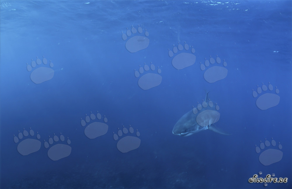 Bebé Tiburón Blanco en las Profundidades del Océano