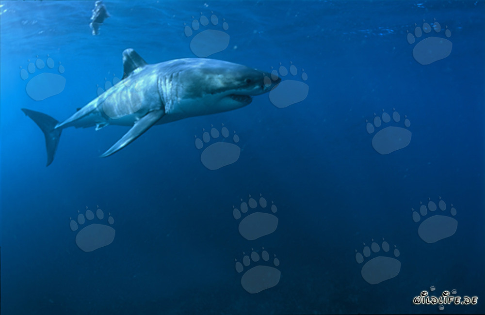 Grand requin blanc (Carcharodon carcharias) majestueux au large des côtes sud-africaines