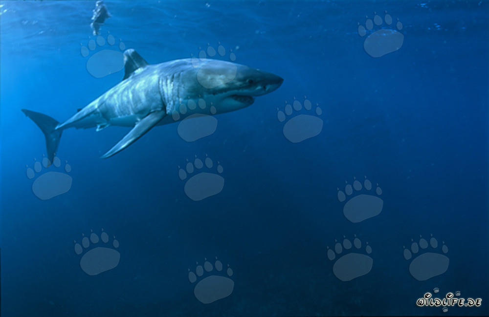 Majestic Great White Shark (Carcharodon carcharias) off the coast of South Africa