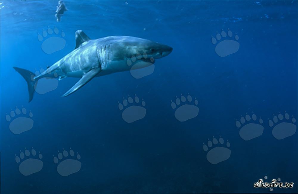 Maestoso squalo bianco (Carcharodon carcharias) al largo delle coste sudafricane
