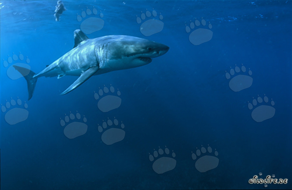Gran tiburón blanco (Carcharodon carcharias) majestuoso en la costa de Sudáfrica