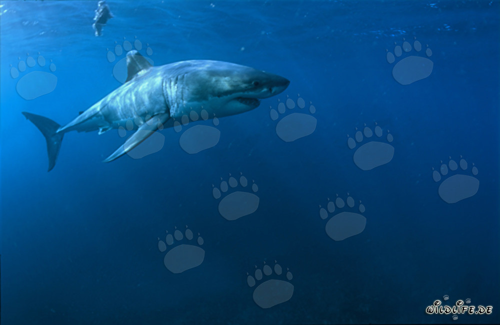 Majestätischer Weißer Hai (Carcharodon carcharias) vor der Küste Südafrikas