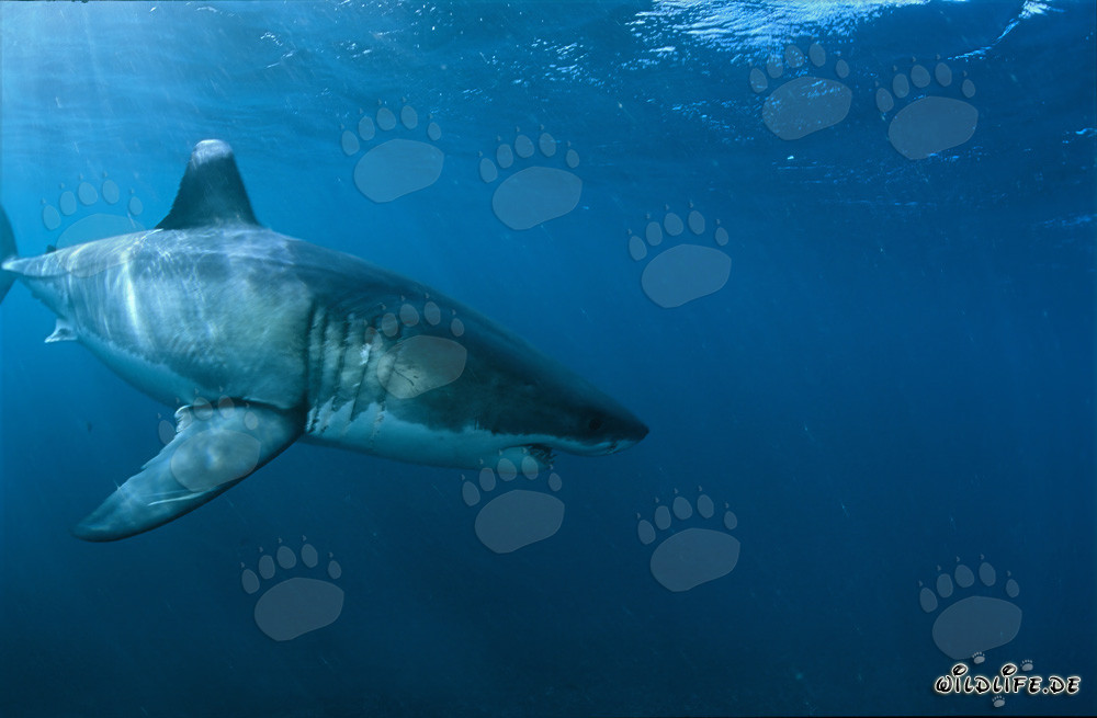 Majestic Great White Shark near Dyer Island