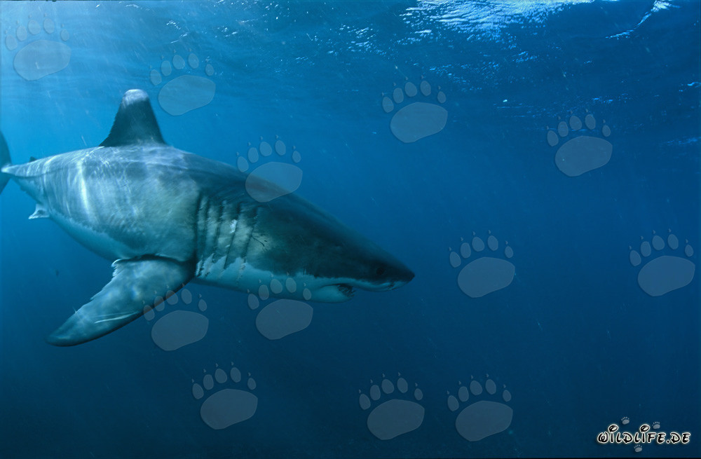 Grand requin blanc majestueux près de l'île de Dyer