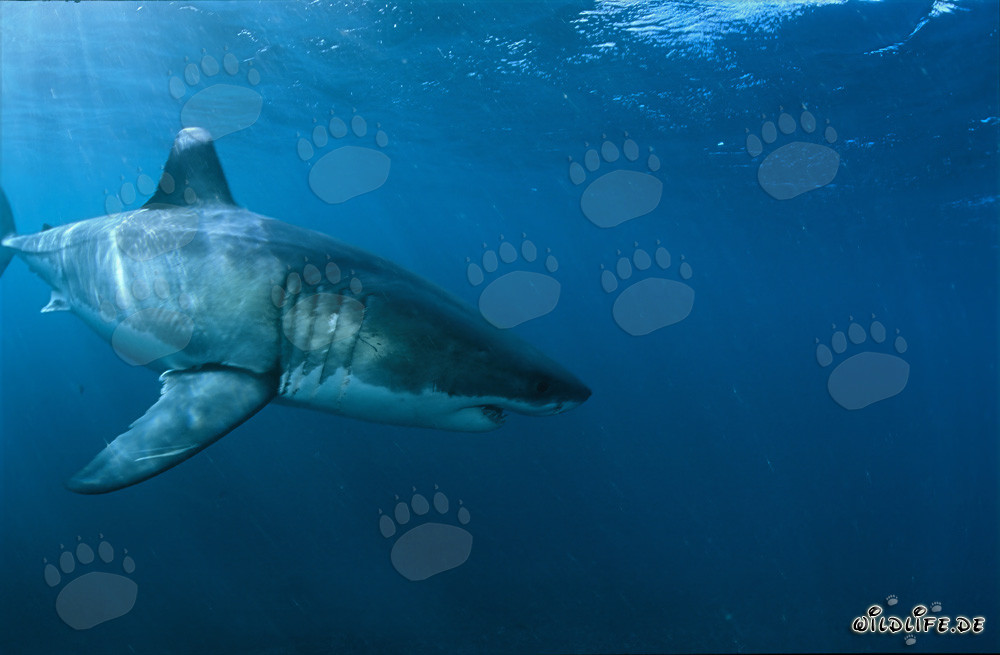 Majestuoso tiburón blanco cerca de la isla Dyer