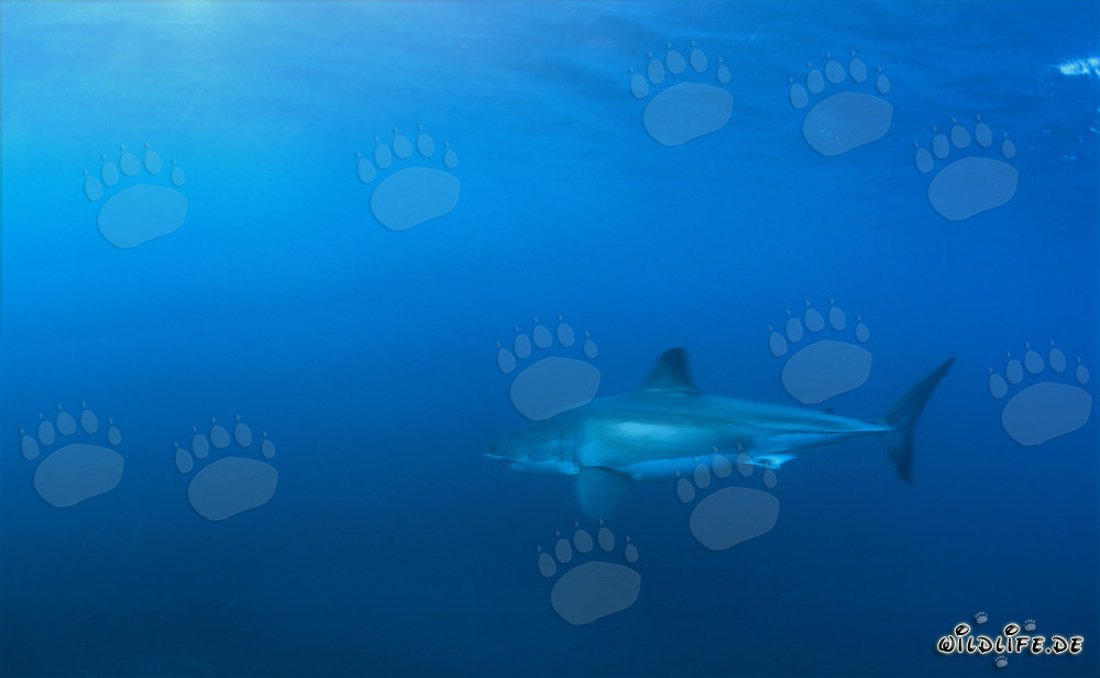 Fascinante Gran Tiburón Blanco frente a la costa de Sudáfrica