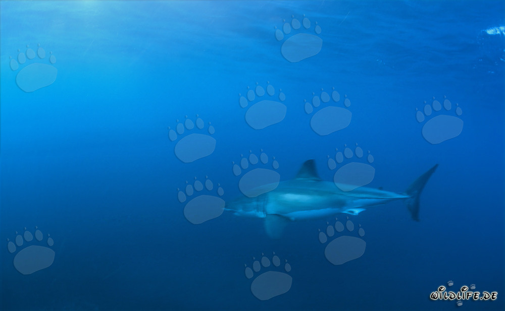 Le fascinant Grand Requin Blanc au large des côtes sud-africaines