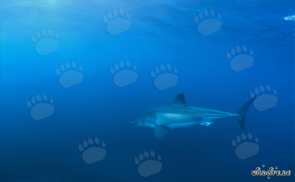 Fascinating Great White Shark off the Coast of South Africa
