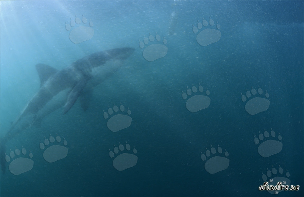 Grand requin blanc impressionnant sous une lumière mystérieuse
