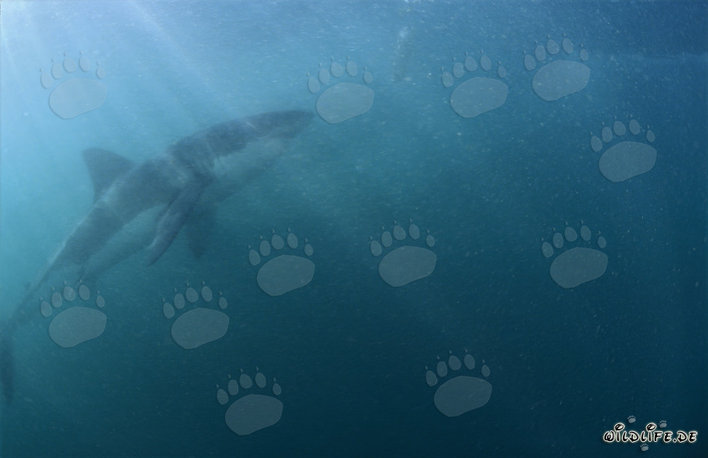 Impressive Great White Shark in mysterious light