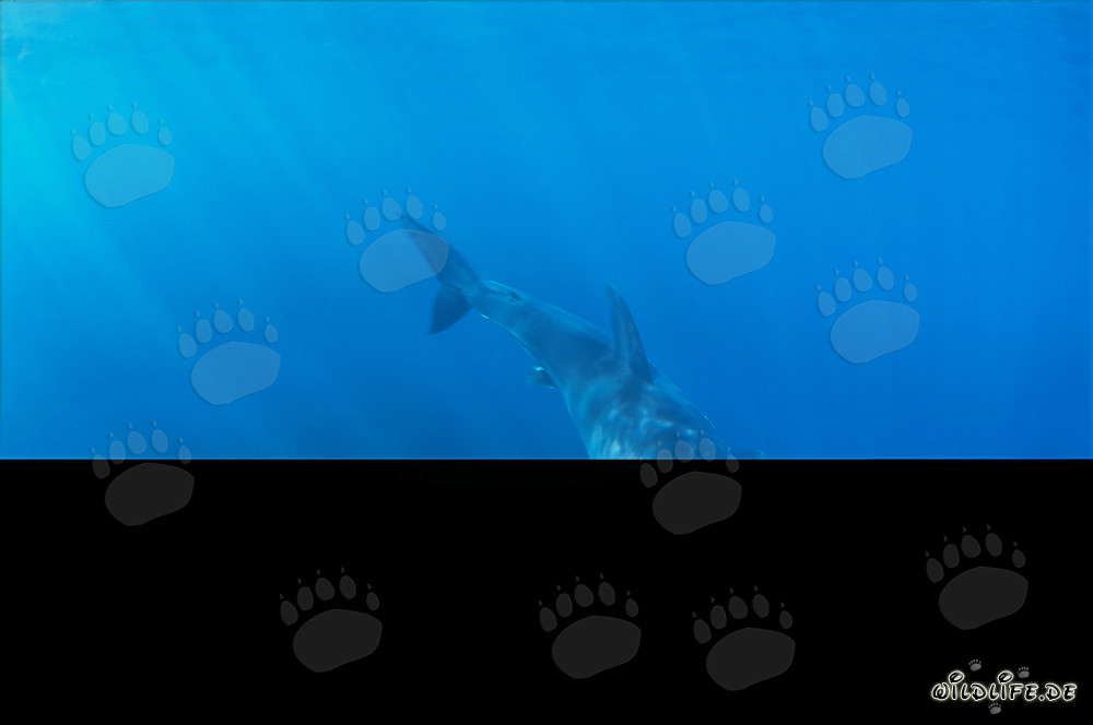 Baby Great White Shark in gleaming light