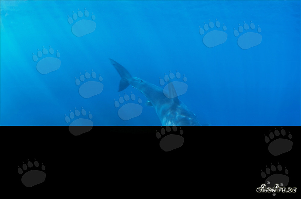 Jeune Requin Blanc sous la lumière éclatante